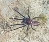 Segestria florentina